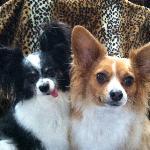 Sunset Restaurant Diner